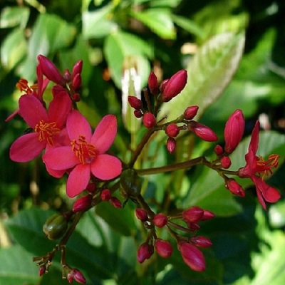 fleur de noix des barbades